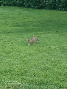 Kirman Leodikya Resort - 82