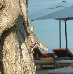 Rixos Premium Bodrum - 51