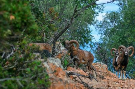 Arbatax Park Resort - Borgo Cala Moresca - 9