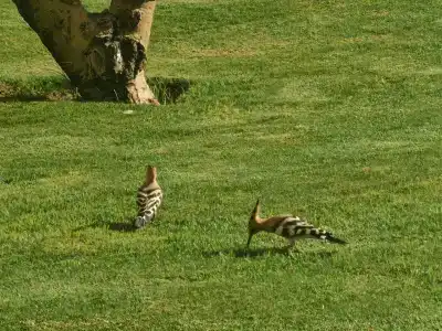 Pickalbatros Royal Grand Sharm - Adults Friendly 16 Years Plus - 58