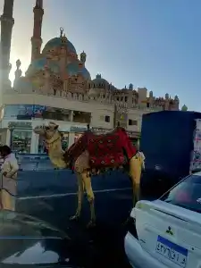 Falcon Naama Star - 3