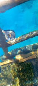 Reef Oasis Blue Bay Resort & Spa - 90