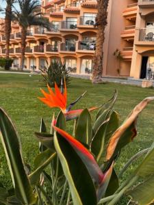 Pyramisa Beach Resort Sahl Hasheesh - 55