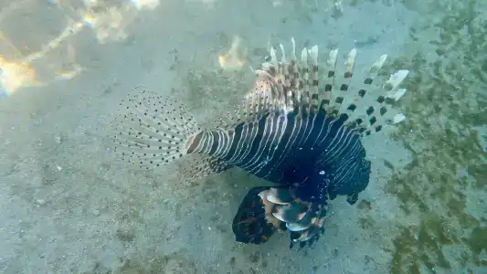 Waves Naama Bay - 93