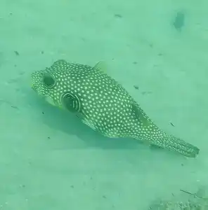 Shams Safaga Resort - 11