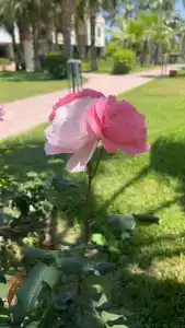 Club Tuana Fethiye - All Inclusive - 20