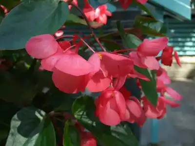 NaturMed Carbona - 16