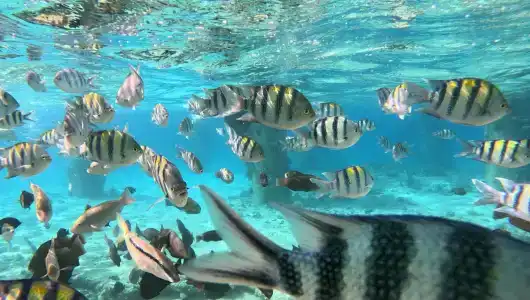 Pyramisa Beach Resort Sahl Hasheesh - 68