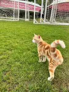 Belconti Resort - 62