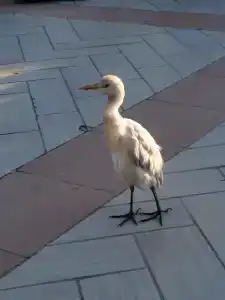 Jaz Mirabel Resort - 21