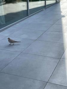 IntercityDubai Jaddaf Waterfront - 40