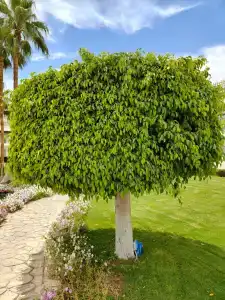 Safir Sharm Waterfalls Resort - 56