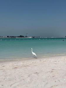 The St. Regis Abu Dhabi - 15