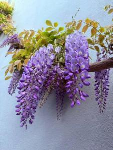 Lara Barut Collection - All Inclusive - 67