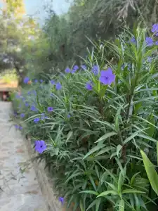 Miarosa İncekum Beach - 60