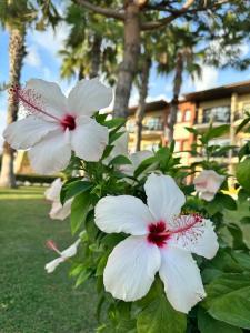 Justiniano Club Park Conti - 23