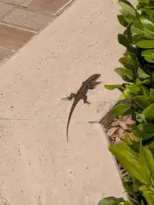 Kirman Sidera Luxury & Spa - 41