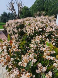 Lara Barut Collection - All Inclusive - 70