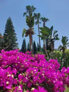 Lonicera Resort & Spa - Ultra All Inclusive - 96