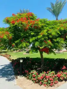 Hurghada Long Beach Resort - 5