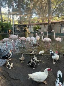 Gloria Verde Resort - Kids Concept - 74