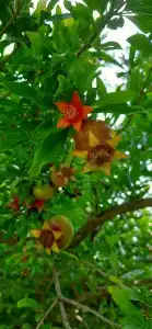 Grand Nar Adults Only - 48