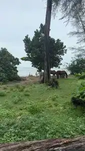 Kokotel Phuket Nai Yang Beach - SHA Extra Plus - 9