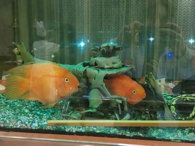 Oceanic Khorfakkan Resort & Spa - 72