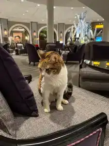 Conrad Istanbul Bosphorus - 24