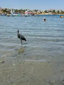 Lido Sharm Naama Bay - 79