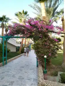 Arabia Azur Resort - 75
