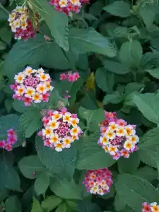 Pashas Princess by Werdes - Adult Only - 23