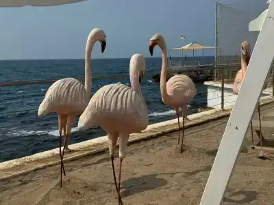 White City Resort - Ultra All Inclusive - 34