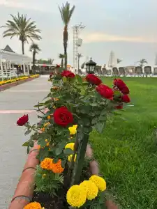 Papillon Belvil Holiday Village - 85