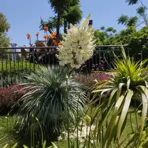 Armas Bella Sun - 56