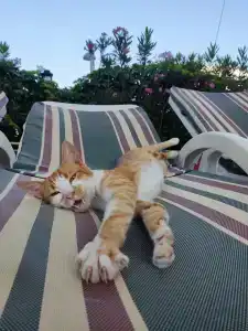 Sultan of Side - All Inclusive - 52