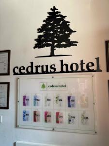 Cedrus - 8