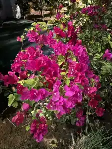 DoubleTree by Hilton Resort & Spa Marjan Island - 72