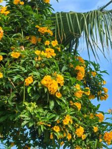 Tropitel Dahab Oasis - 63