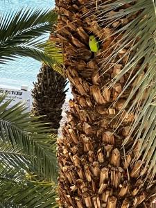 Leonardo Plaza Eilat - 8