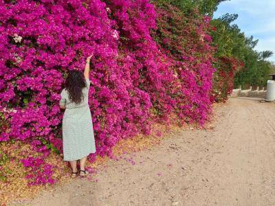 Tropitel Dahab Oasis - 34