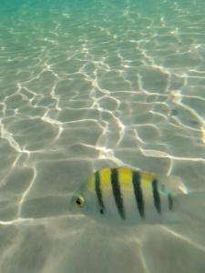 Falcon Naama Star - 51