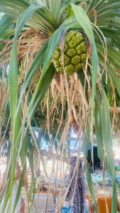 Anda Beachside - 53