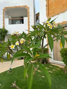 Sunrise Remal Resort - 54