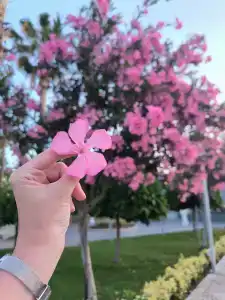 Tuı Magic Life Jacaranda - 81