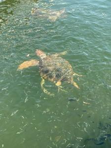 DIAMOND OF BODRUM - 33