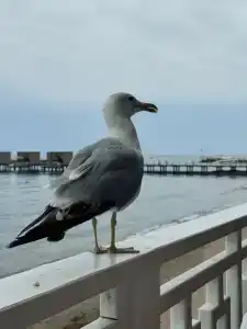 Nirvana Mediterranean Excellence - Ultra All Inclusive - 25