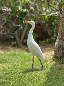 Novotel Sharm El-Sheikh - 81