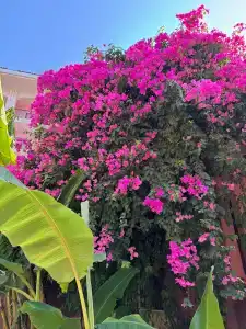 Grand Yazici Club Turban Termal - 53