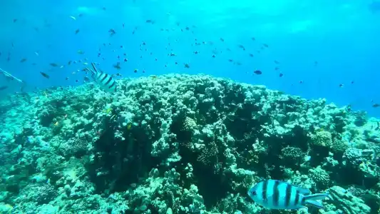 Pickalbatros White Beach Resort - Hurghada - 17